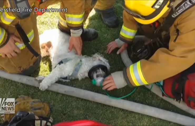 Policemen resuscitate the dog