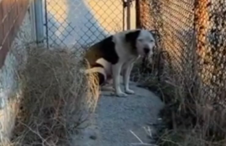 cagnolina salvata da volontaria