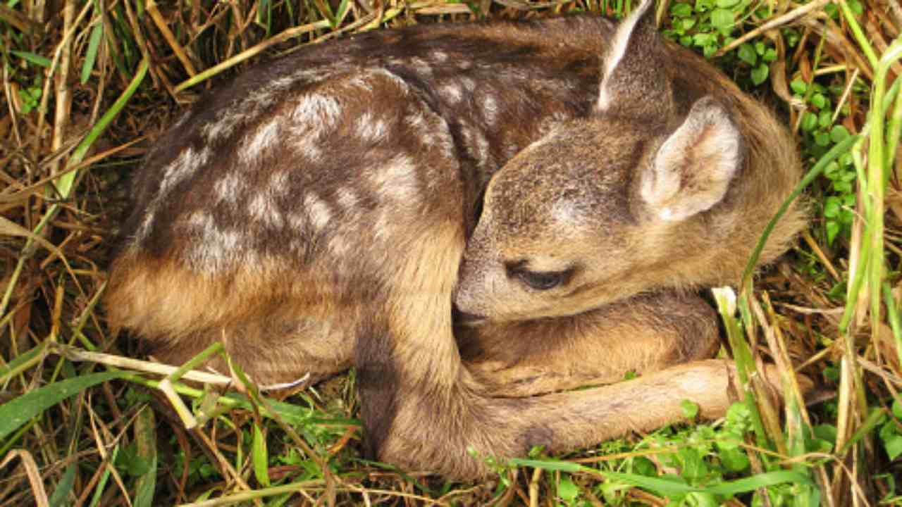 caprioli cuccioli nell'erba cosa fare