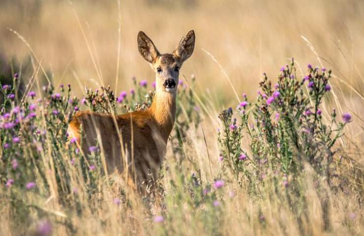 caprioli cuccioli nell'erba cosa fare