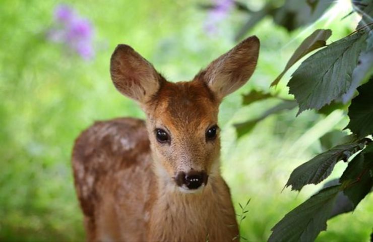 caprioli cuccioli nell'erba cosa fare