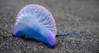 Caravella portoghese, specie pericolosa: la seconda avvistata nel giro di pochi giorni