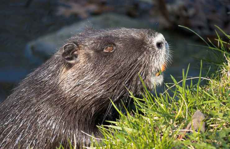 profilo castoro animale