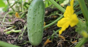 Cetrioli, come piantarli e quando: avrai per mesi frutti saporiti