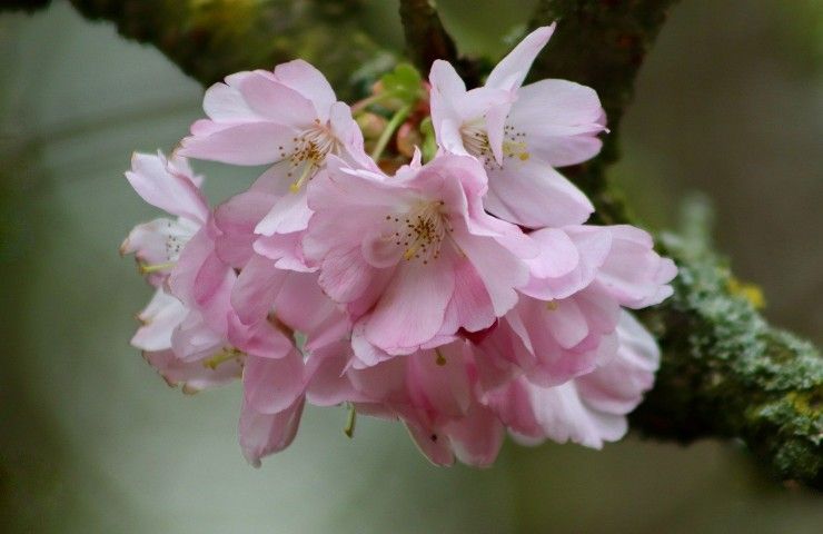 ciliegio fiore potatura