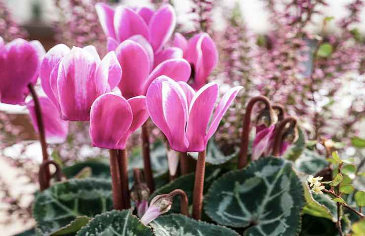 fiori fuxia pianta