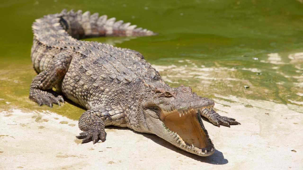 coccodrillo cane aggressione