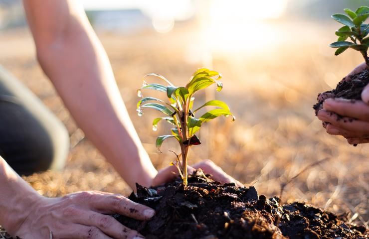 Agroforestazione varie tecniche