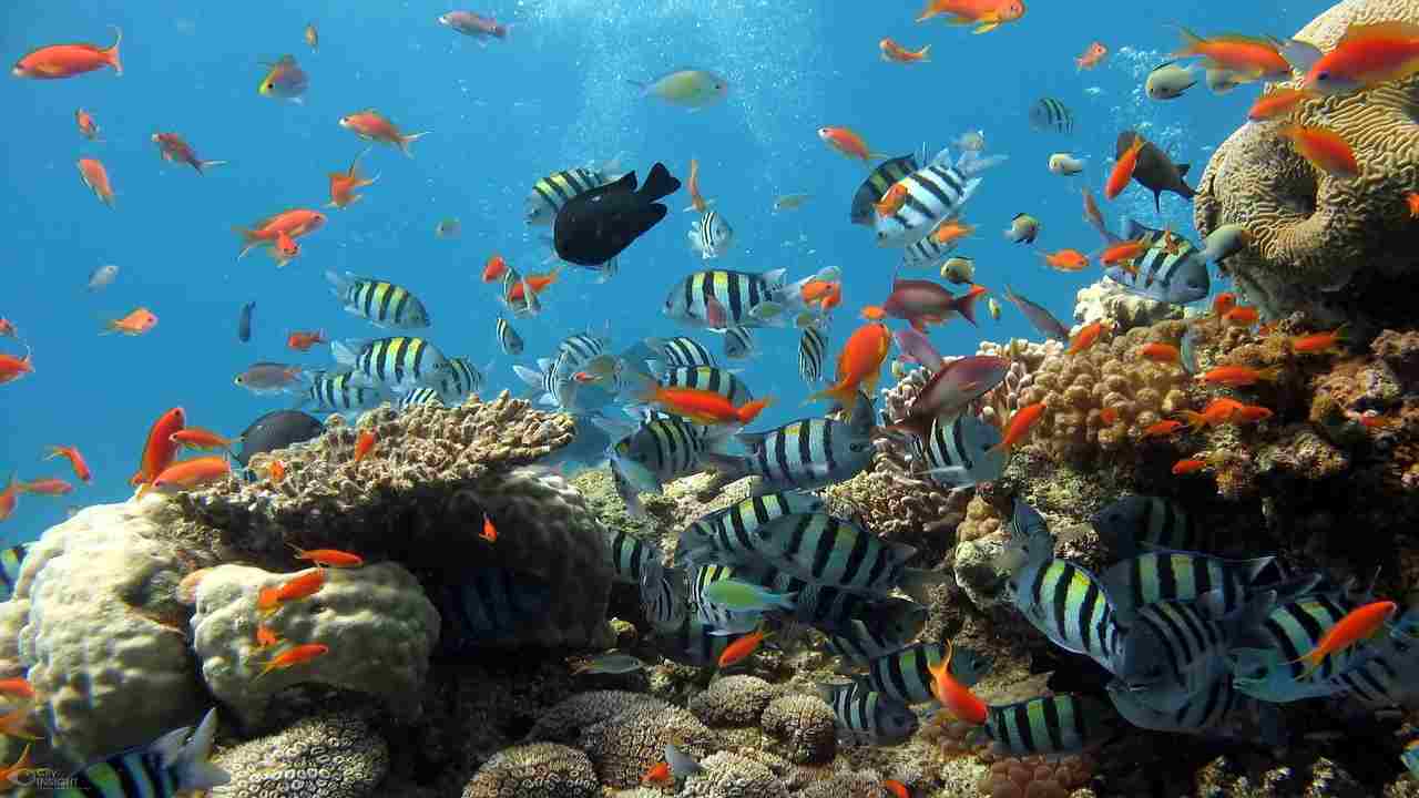 barriera corallina intatta galapagos
