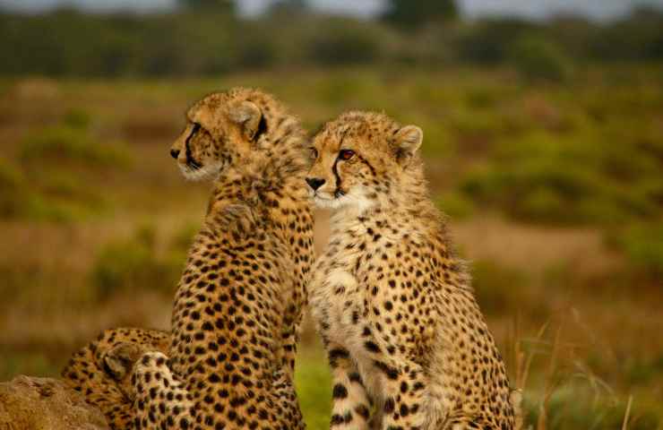 cuccioli di ghepardo miagolano