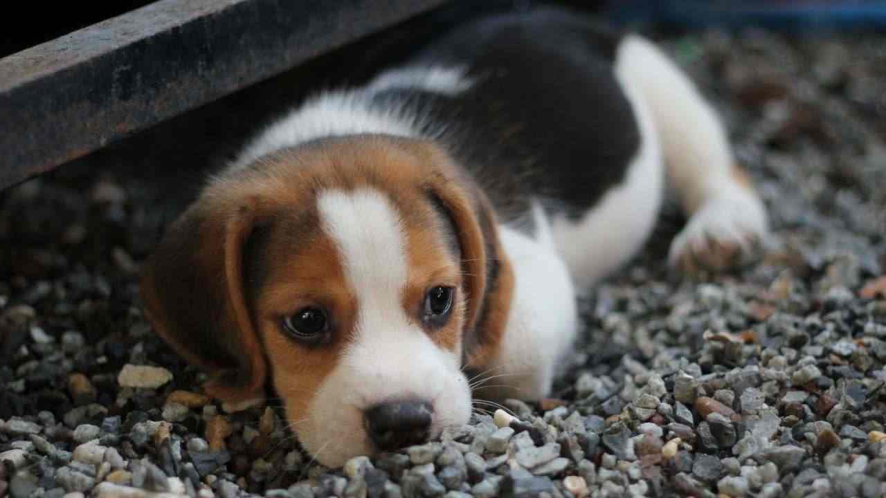 cuccioli salvano mamma cane