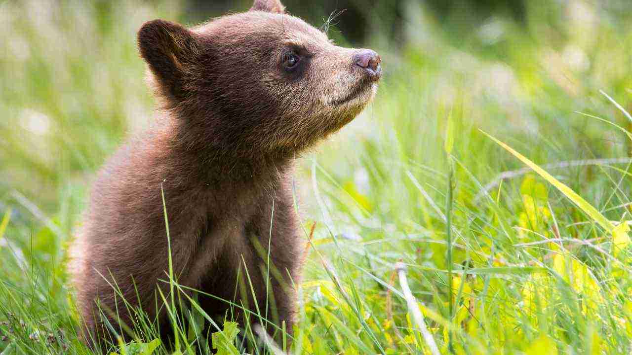 cosa fare con un orso e i cuccioli