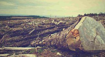 Norme contro la deforestazione: il nuovo regolamento