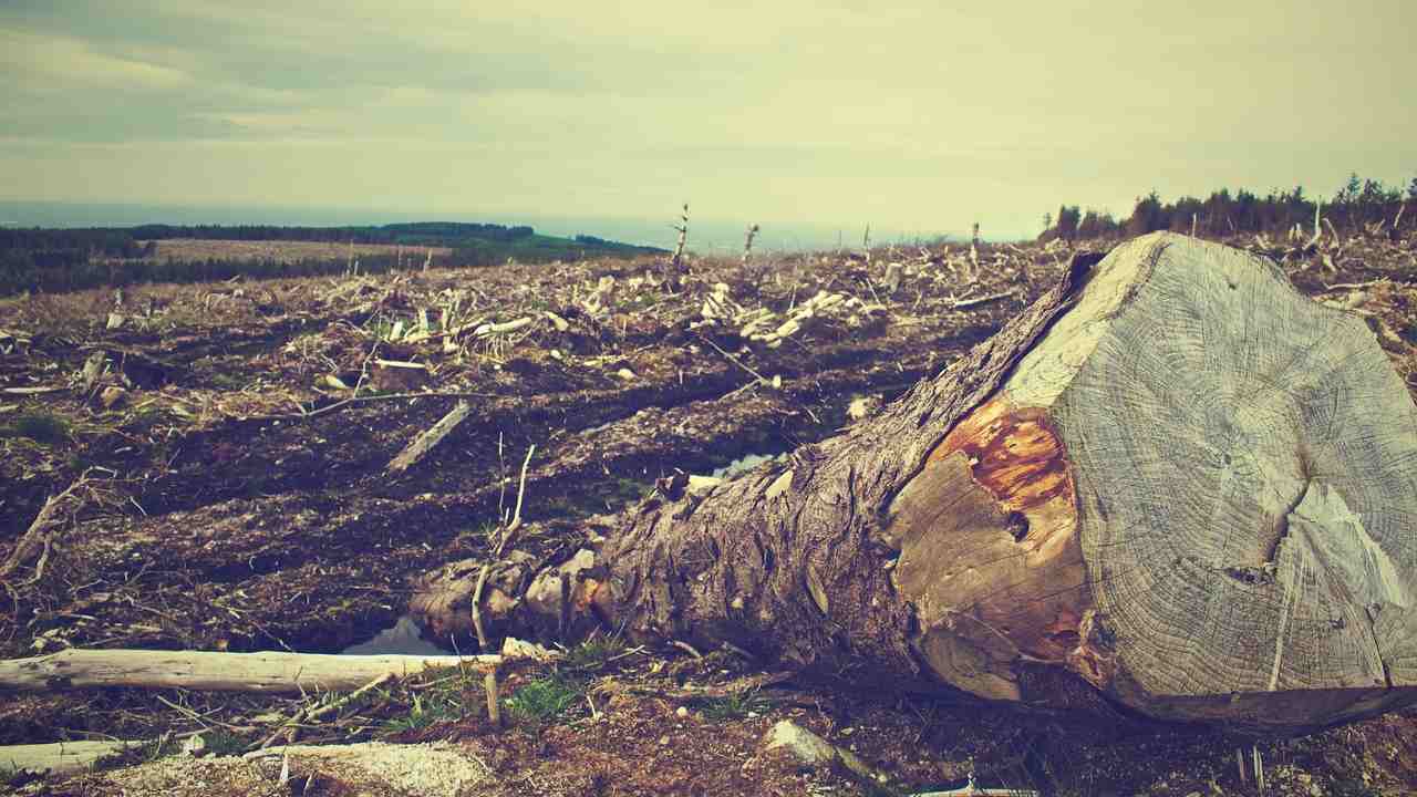 parlamento deforestazione europa