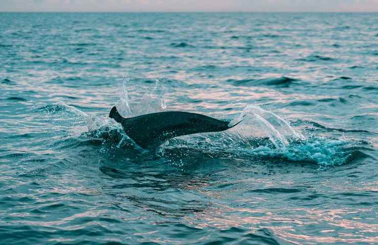 delfini pesca accidentale morti