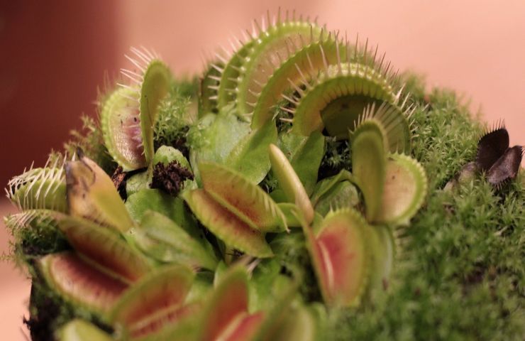 dionaea pianta coltivazione