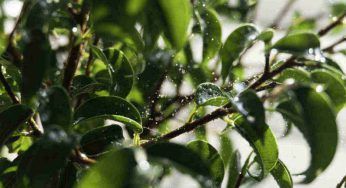 Ficus Bonsai, fai crescere nuove foglie: passo passo cosa fare