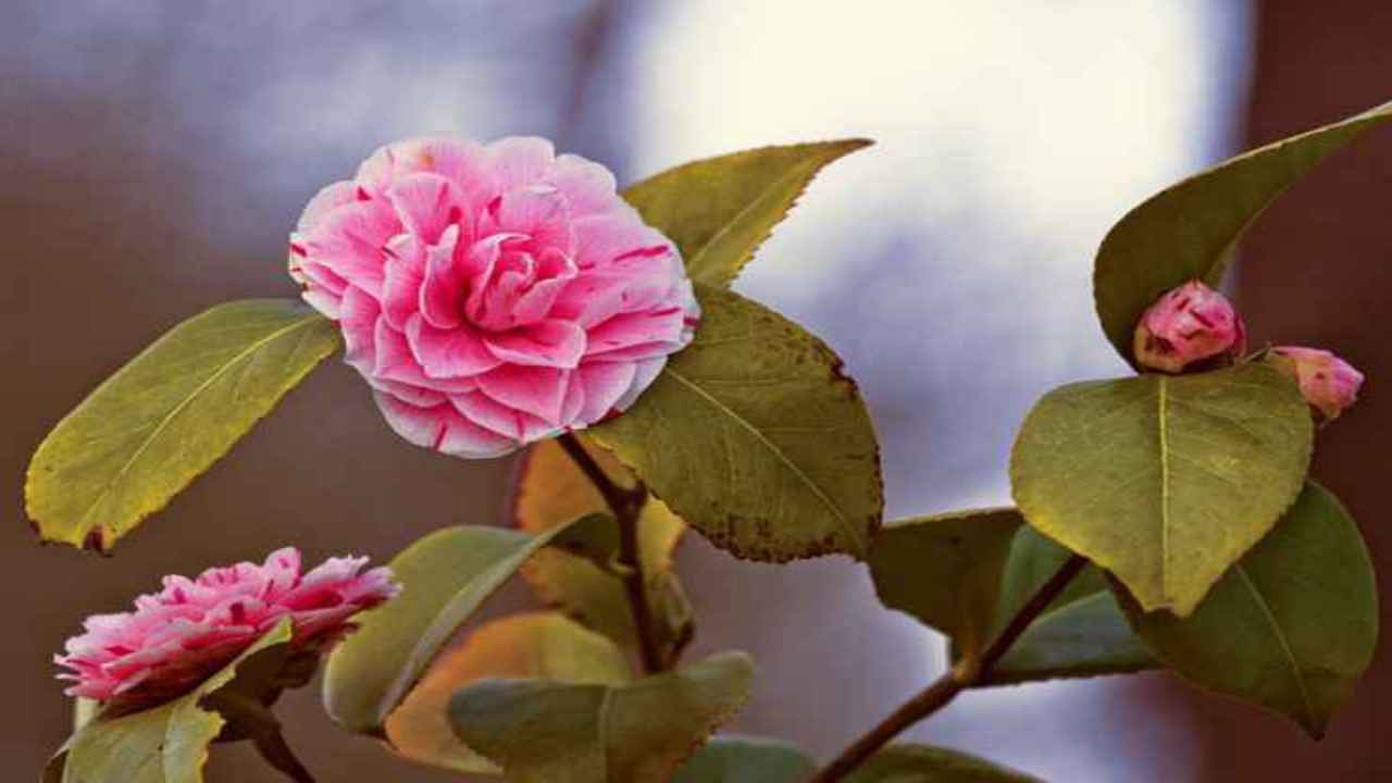 camelia fiore natura