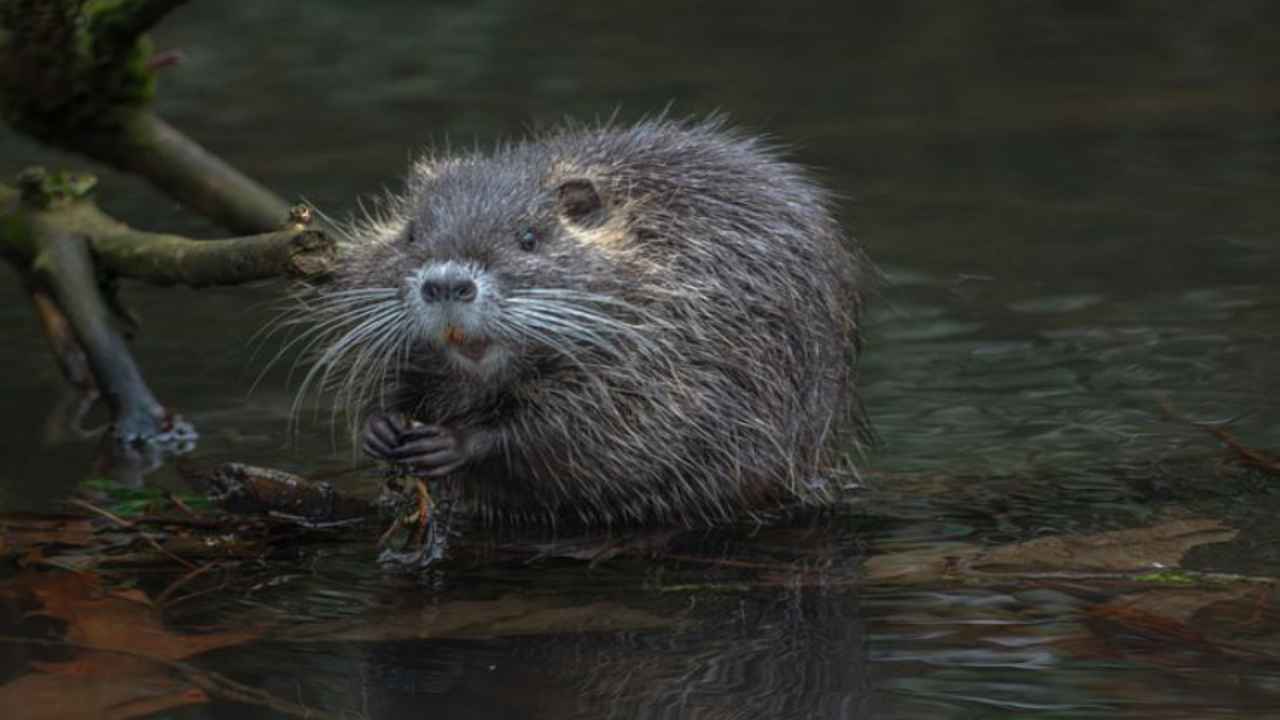 castoro roditore animale