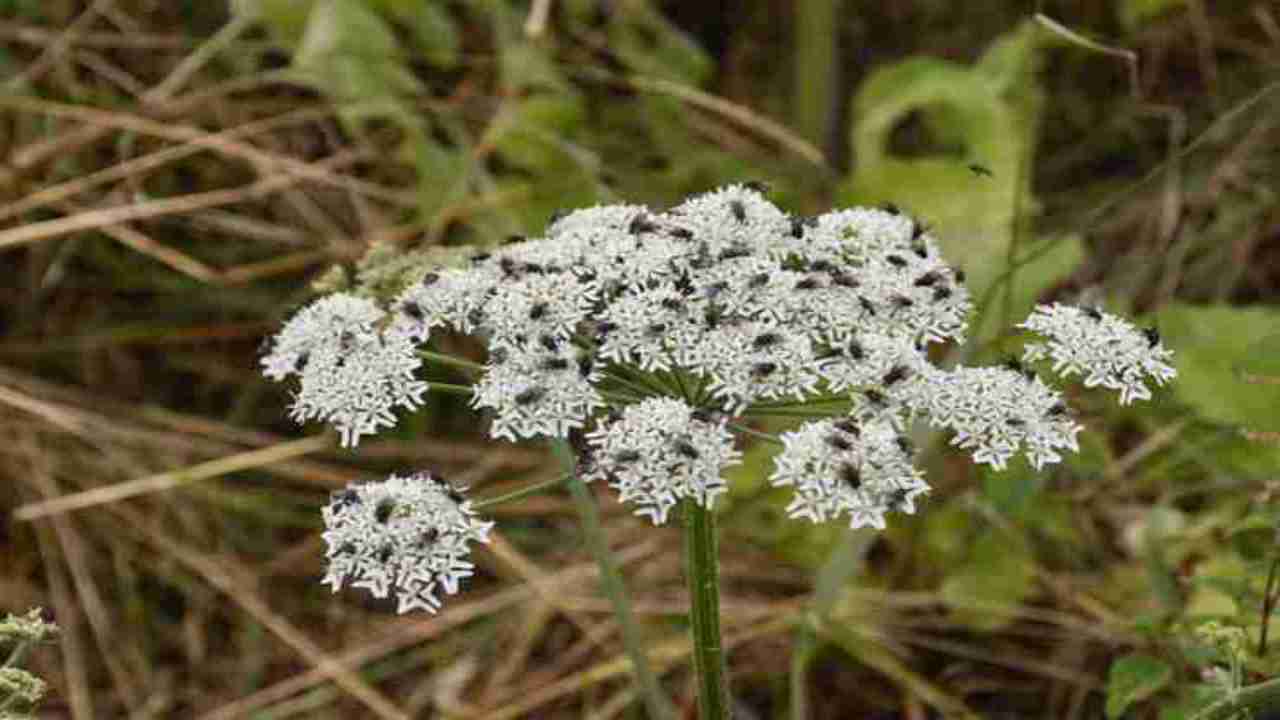 cicuta erba selvatica