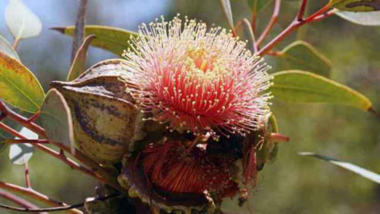 fiore eucalipto natura