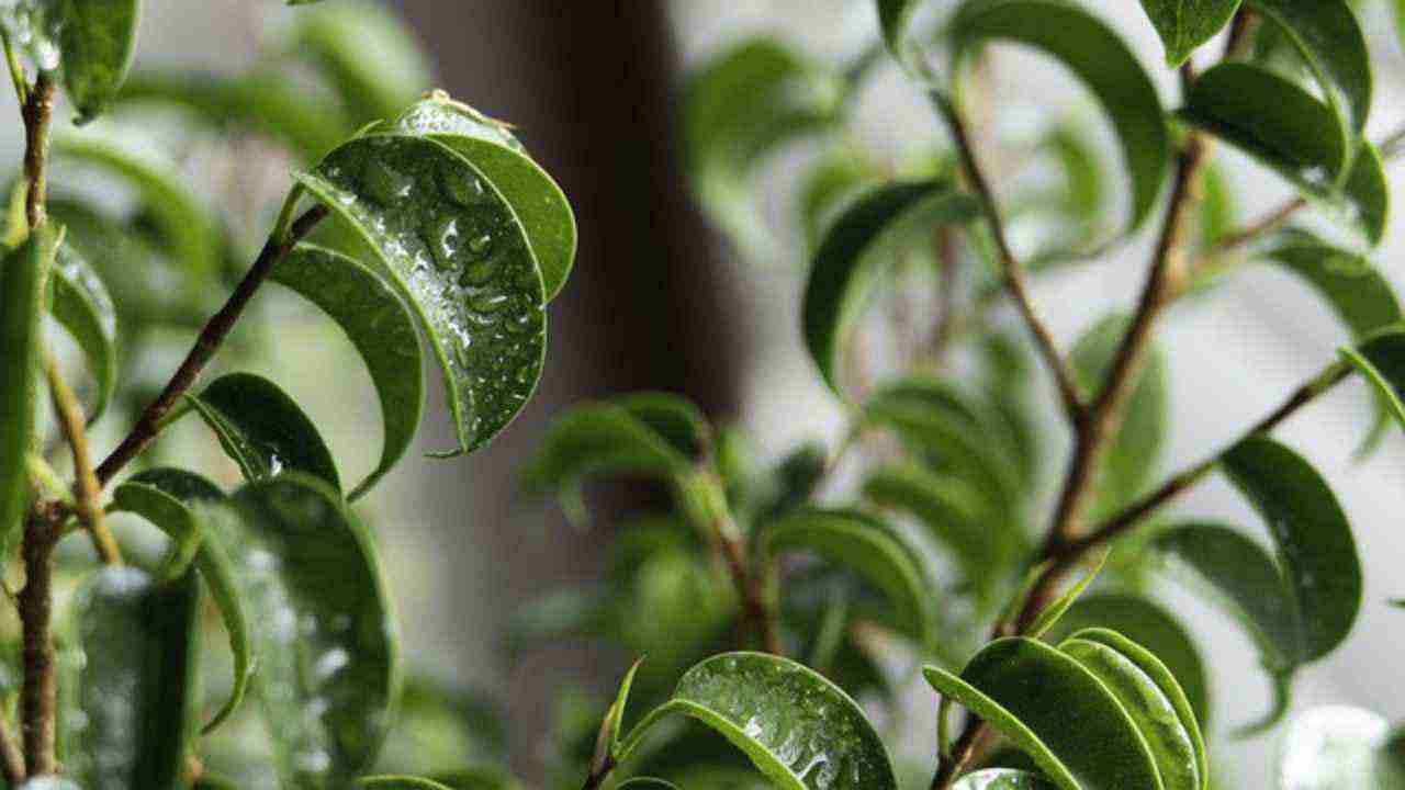 foglie ficus natura