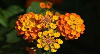 Lantana: se vuoi averla in giardino, te ne dovrai prendere cura così