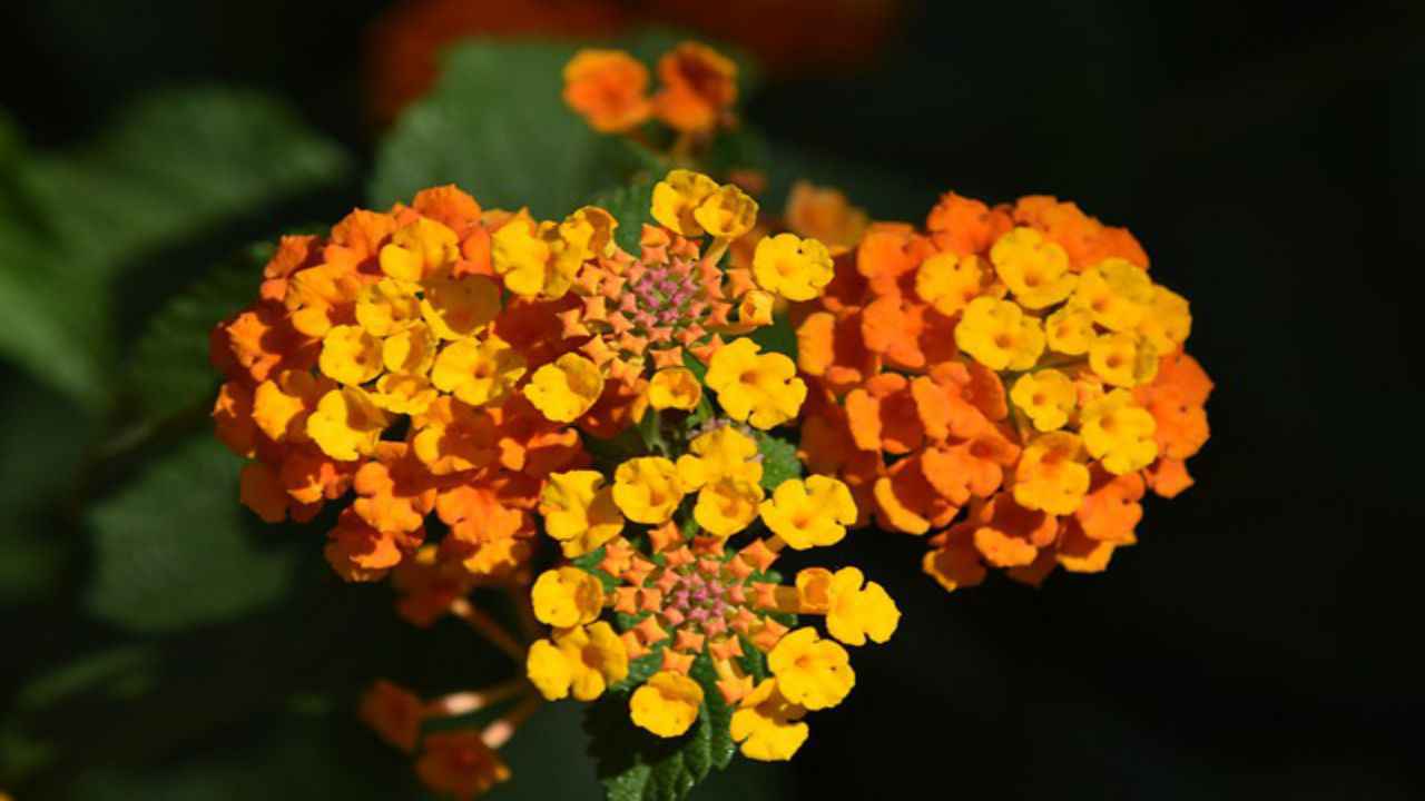 petali giallo arancio fiori