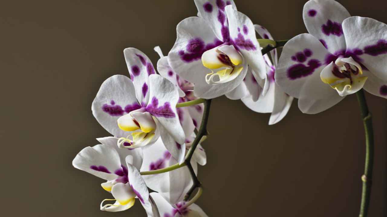 orchidea fiore flora