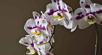 Orchidea Phalaenopsis, come innaffiarle nel modo giusto
