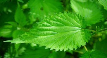 Ortica velenosa gigante: conosci il suo soprannome? Pianta dei suicidi, perché
