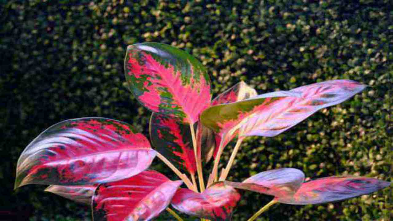 foglie colorate pianta