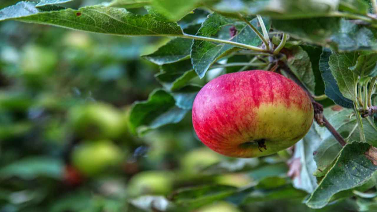 mela rossa foglie