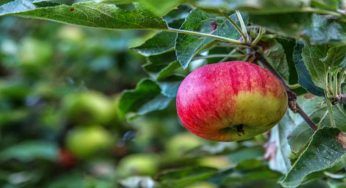 Messa a dimora di una pianta da frutto: cosa significa e come procedere