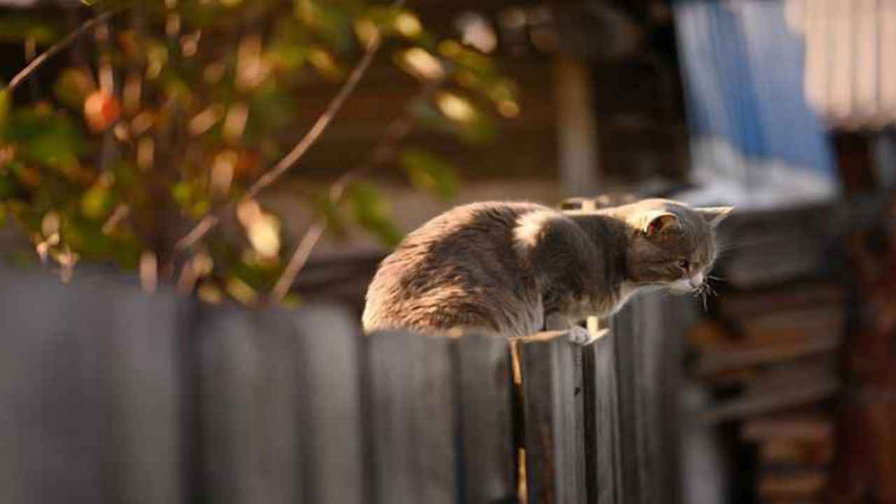 felino recinzione cortile