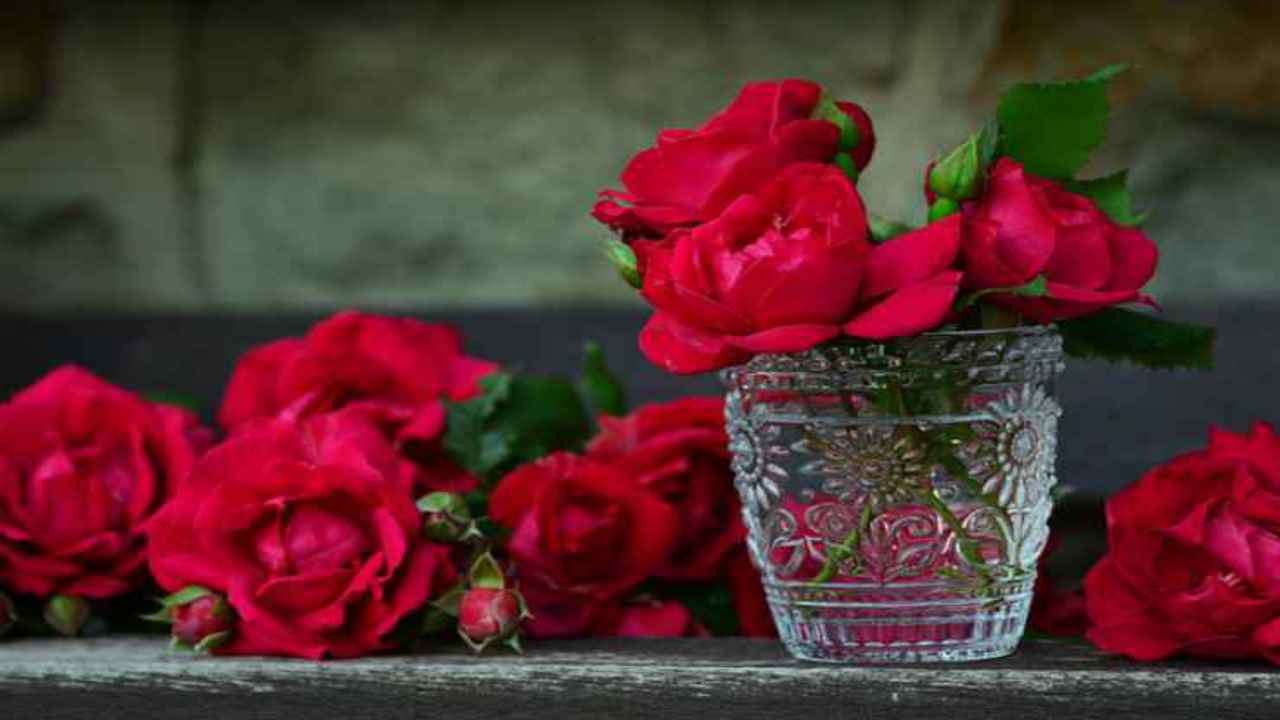 rose rosse fiori