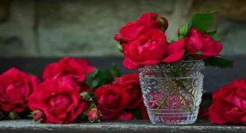 Rose, fai che durino più a lungo: ti servirà un solo ingrediente