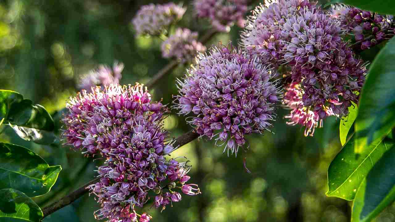 evodia fiori polline 