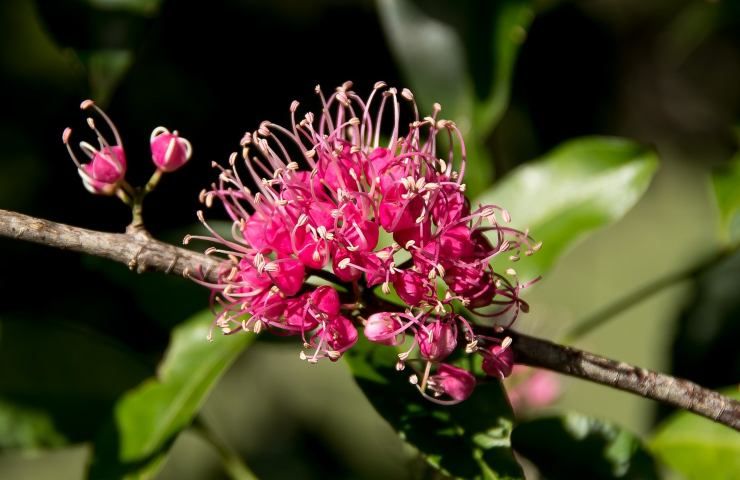 evodia fiori fucsia 