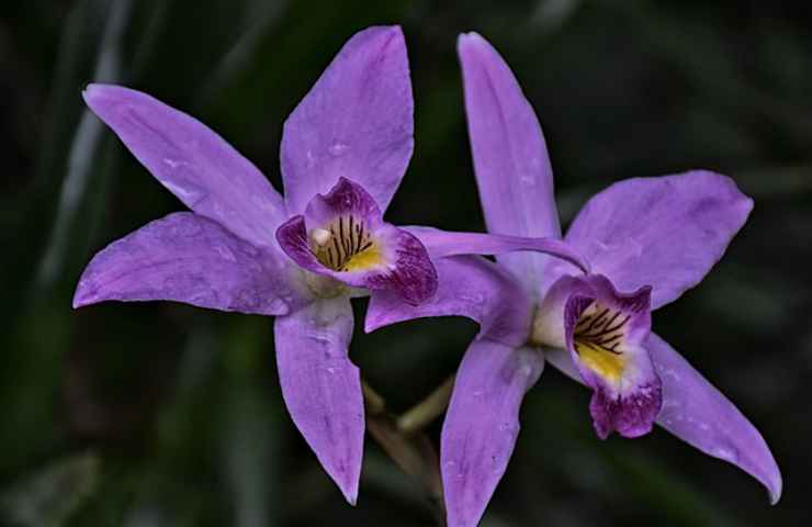 petali orchidea viola