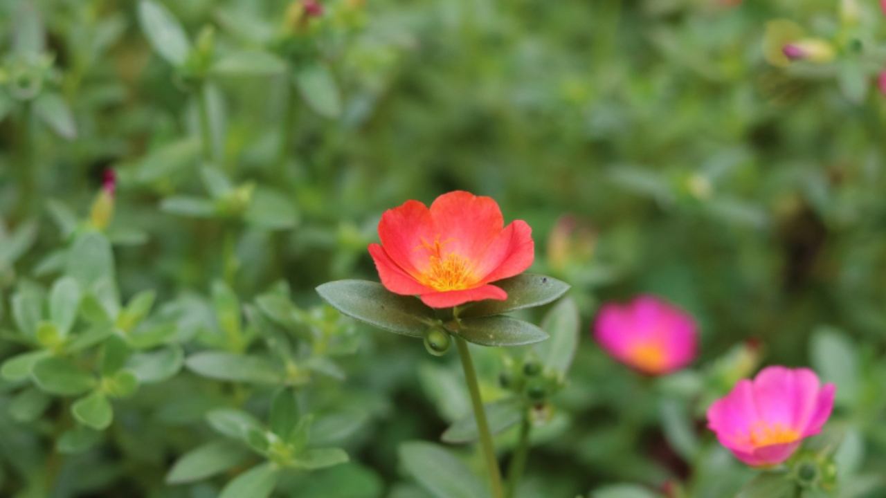 Malerbe portulaca erbaccia 