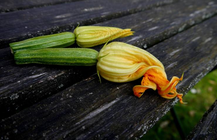 fiore di zucca raccolto