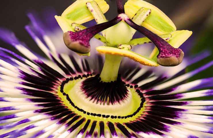 passiflora fiore natura