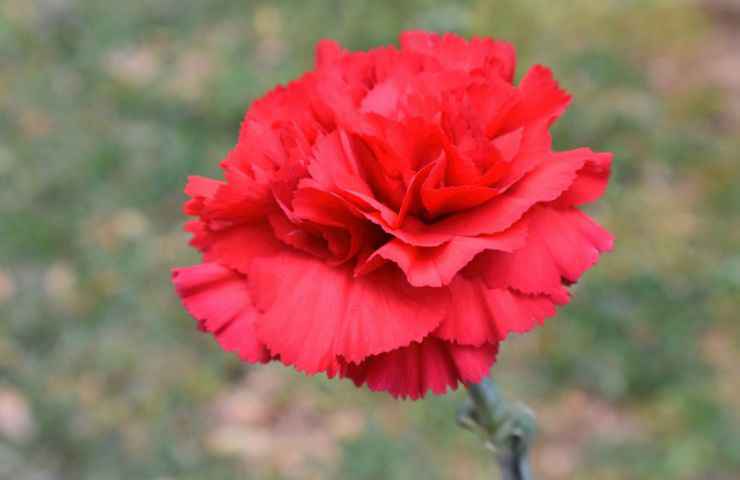 fiore garofano rosso