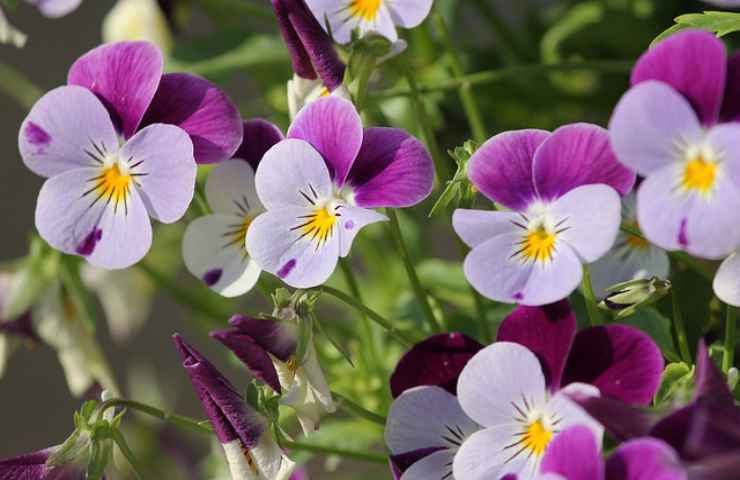 viola pensiero fiori