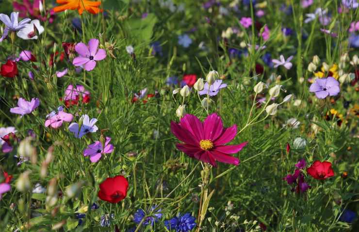 bicarbonato sodio fiori 