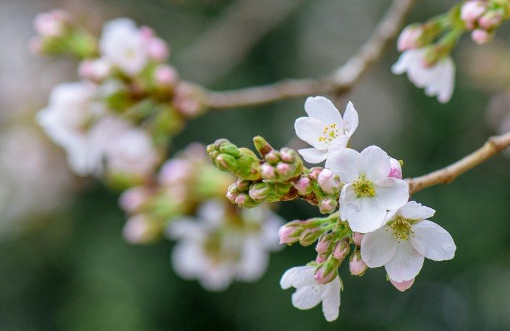 ciliegio potatura natura 