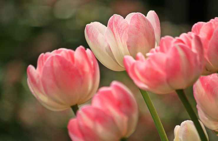 tulipani rosa pianta