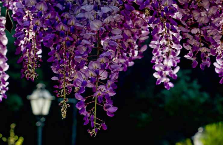 fiori glicine natura giardino