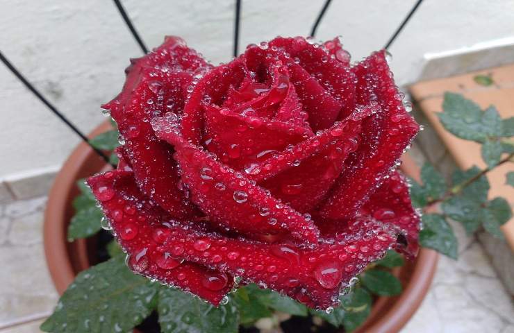rosa rossa pioggia 